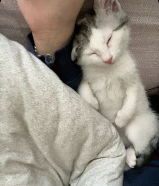 Tekir Kedi, Kedi  Murph fotoğrafı