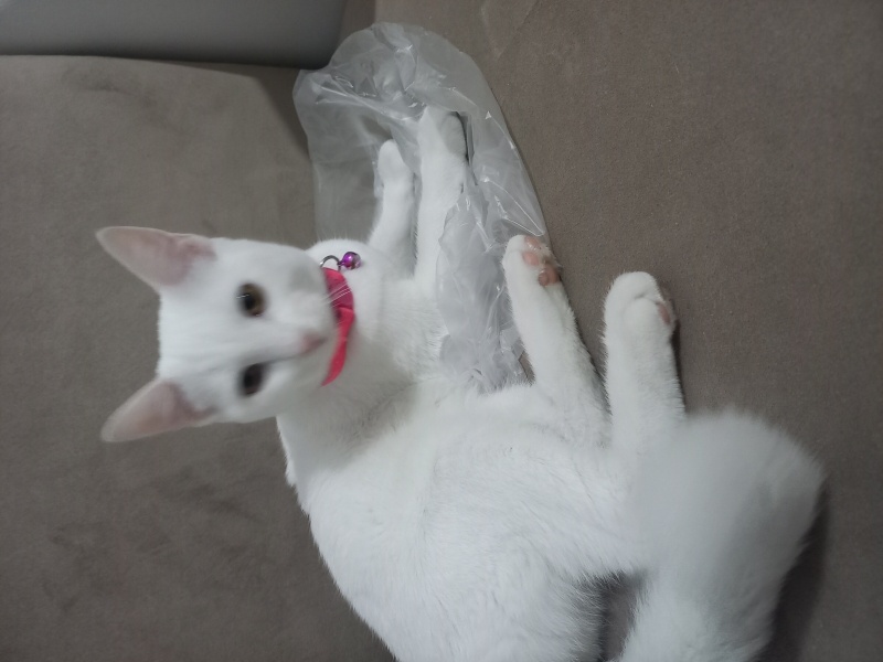 Ankara Kedisi, Kedi  Linda fotoğrafı