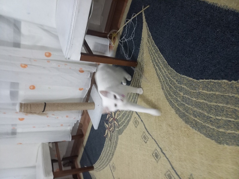 Ankara Kedisi, Kedi  Linda fotoğrafı