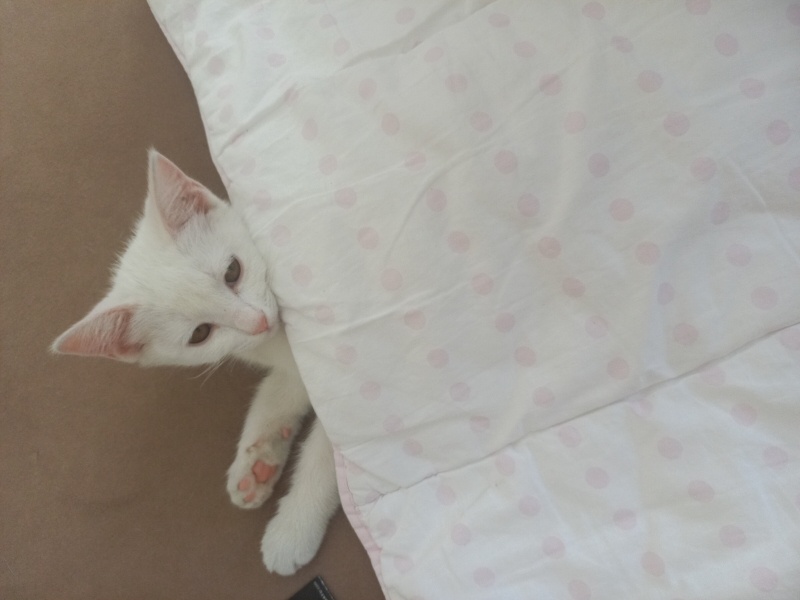Ankara Kedisi, Kedi  Linda fotoğrafı