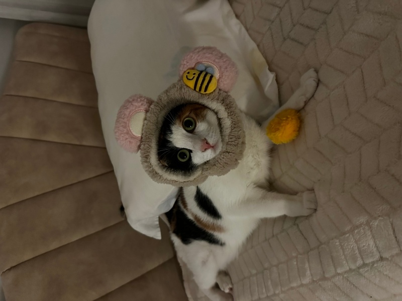 Tekir Kedi, Kedi  Maya fotoğrafı