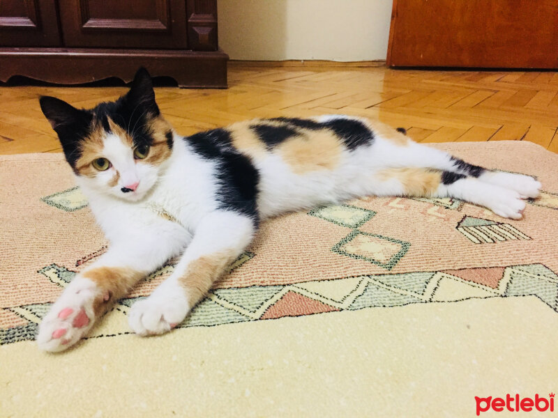 Tekir Kedi, Kedi  Zeytin fotoğrafı