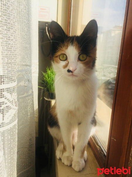 Tekir Kedi, Kedi  Zeytin fotoğrafı