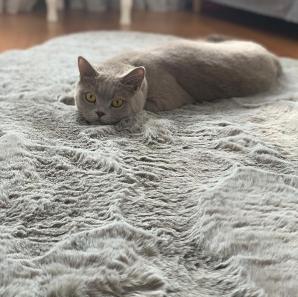 British Shorthair, Kedi  Luna fotoğrafı