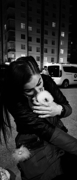 Pomeranyalı, Köpek  Matcho Coco fotoğrafı