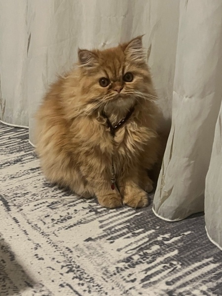 Chinchilla, Kedi  Aysel (Çiko) fotoğrafı