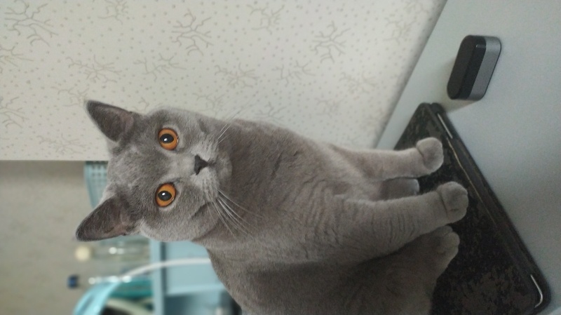British Shorthair, Kedi  Ceku fotoğrafı