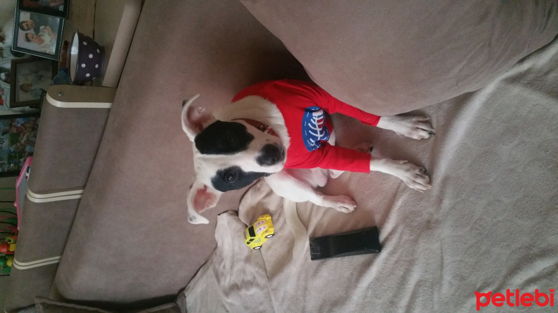 Jack Russell Terrier, Köpek  Chucky fotoğrafı