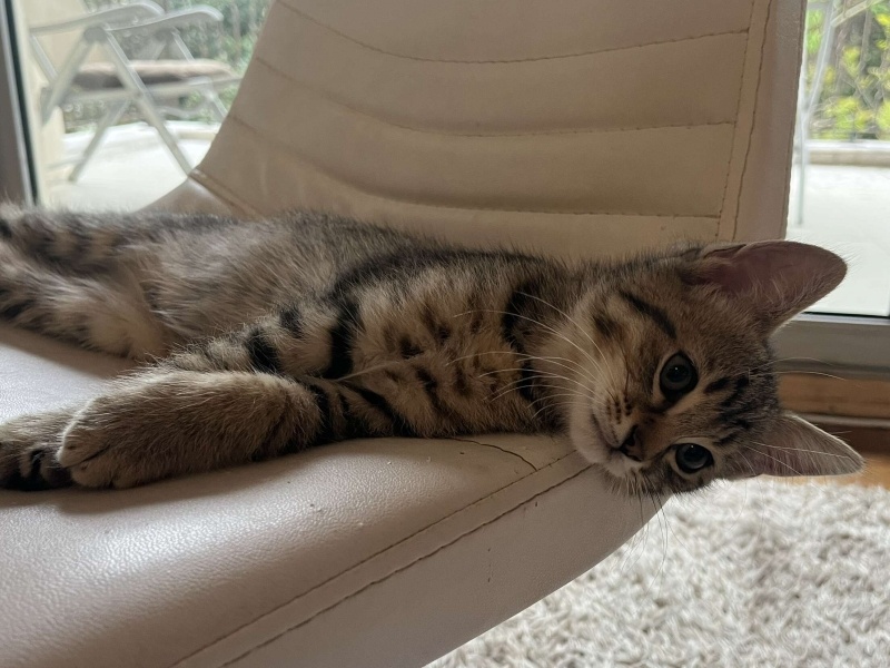 Tekir Kedi, Kedi  Minik fotoğrafı