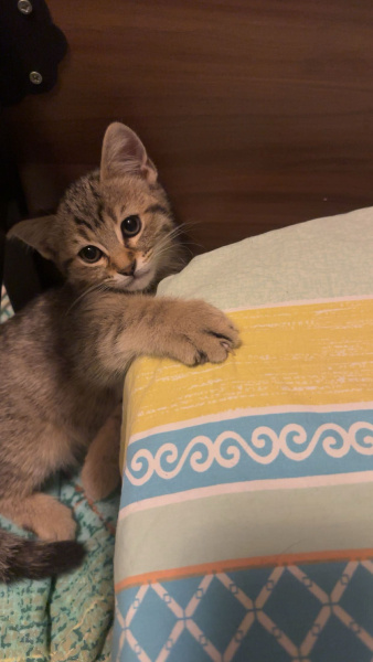 Tekir Kedi, Kedi  Minik fotoğrafı