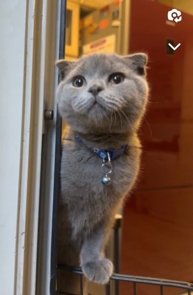 Tekir Kedi, Kedi  Minik fotoğrafı