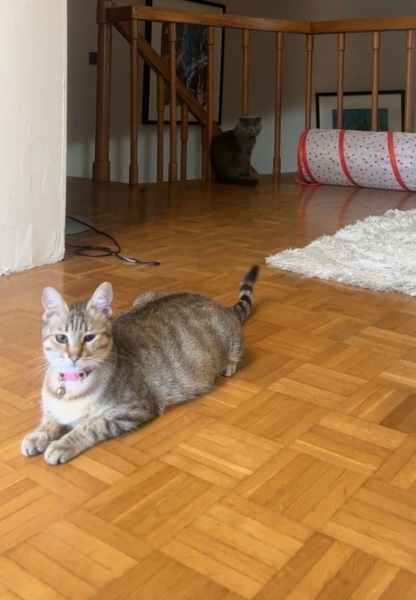 Tekir Kedi, Kedi  Minik fotoğrafı