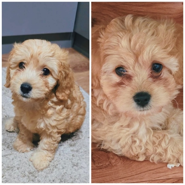 Maltese, Köpek  Maltipo fotoğrafı