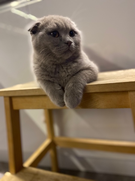 Scottish Fold, Kedi  Paşa fotoğrafı
