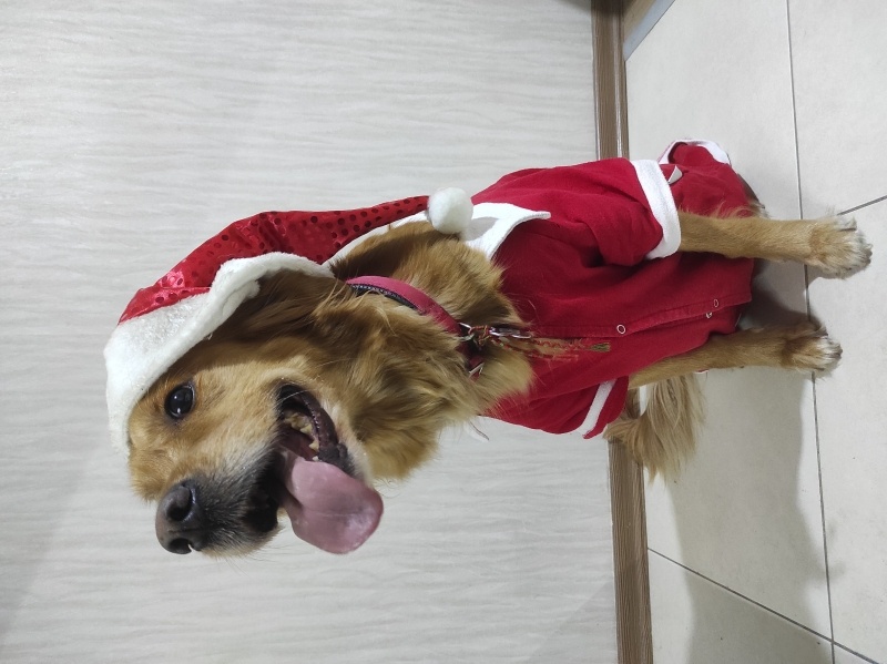 Golden Retriever, Köpek  DOBBY fotoğrafı