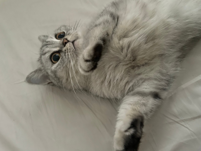 British Shorthair, Kedi  Mila için iyi bir aile arıyoruz ! fotoğrafı