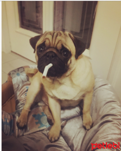 Pug, Köpek  Düğme fotoğrafı