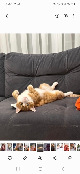 Sarman, Kedi  Binnaz fotoğrafı