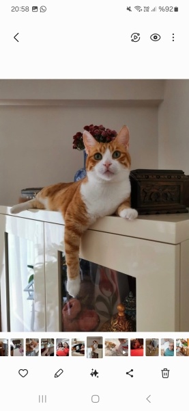 Sarman, Kedi  Binnaz fotoğrafı