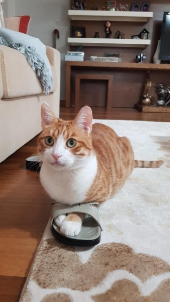 Sarman, Kedi  Binnaz fotoğrafı