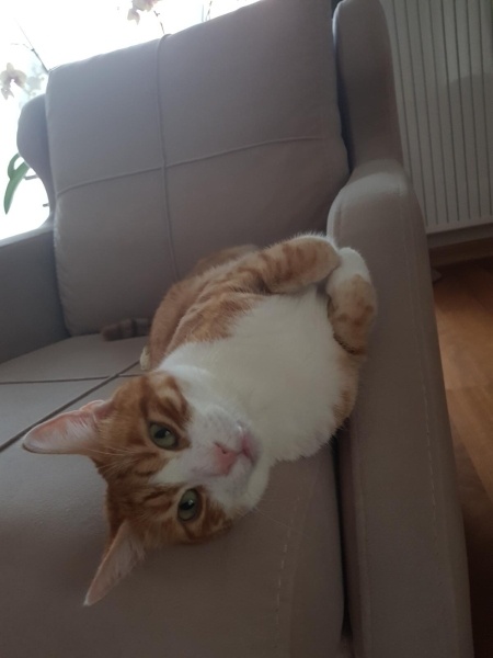 Sarman, Kedi  Binnaz fotoğrafı