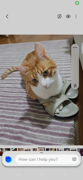 Sarman, Kedi  Binnaz fotoğrafı