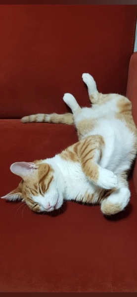 Sarman, Kedi  Binnaz fotoğrafı