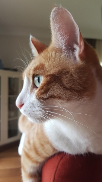 Sarman, Kedi  Binnaz fotoğrafı