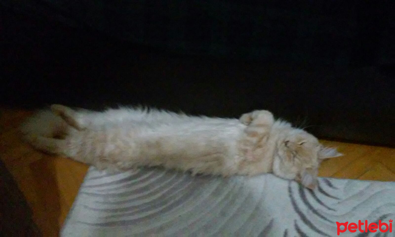 Maine Coon, Kedi  Emily fotoğrafı
