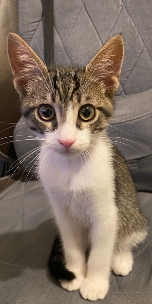 Tekir Kedi, Kedi  Çiko fotoğrafı