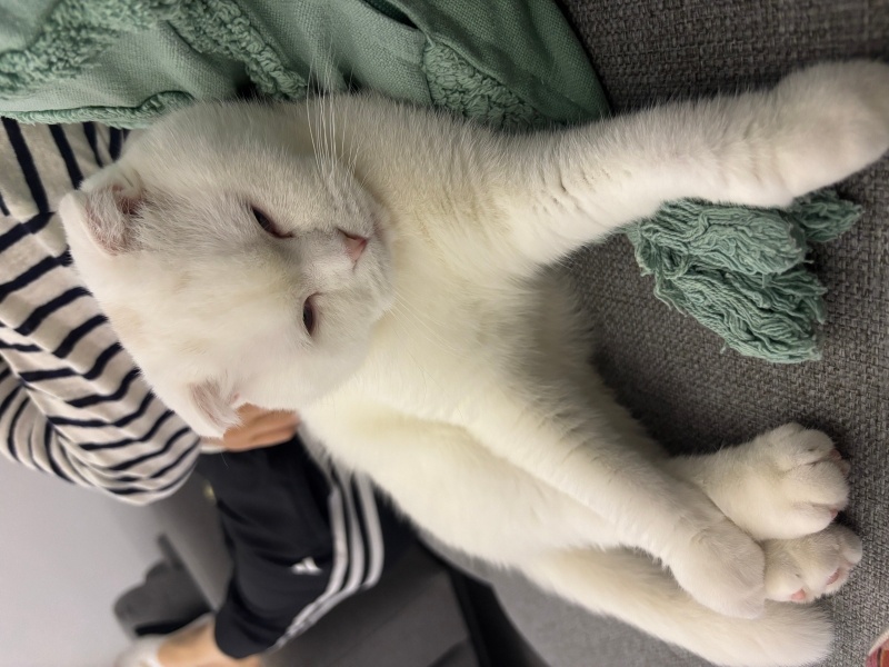 Scottish Fold, Kedi  ice fotoğrafı