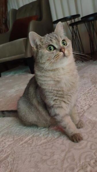 British Shorthair, Kedi  Polly fotoğrafı
