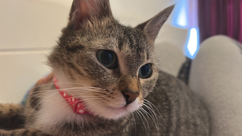 Tekir Kedi, Kedi  dante fotoğrafı