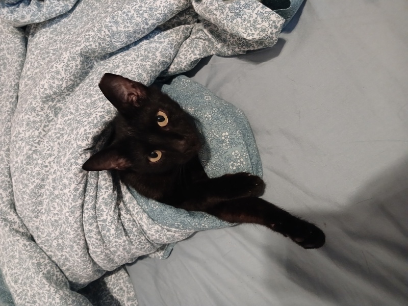 Bombay, Kedi  kamoncik fotoğrafı