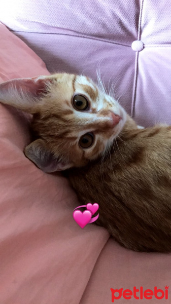 Tekir Kedi, Kedi  Tarçın fotoğrafı