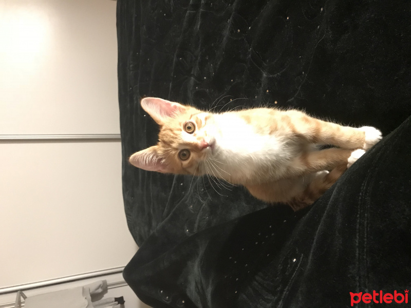 Tekir Kedi, Kedi  Tarçın fotoğrafı