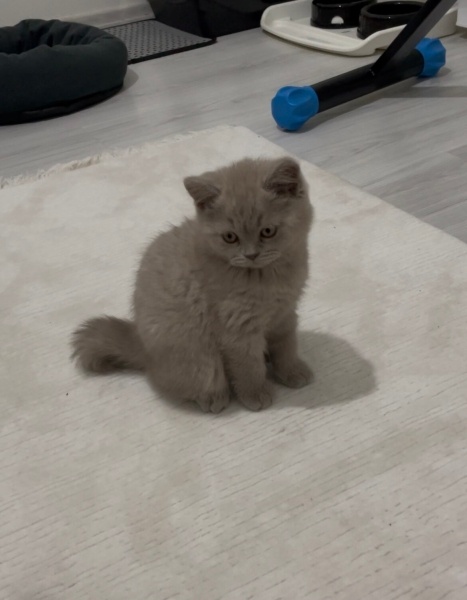 British Shorthair, Kedi  Duman fotoğrafı