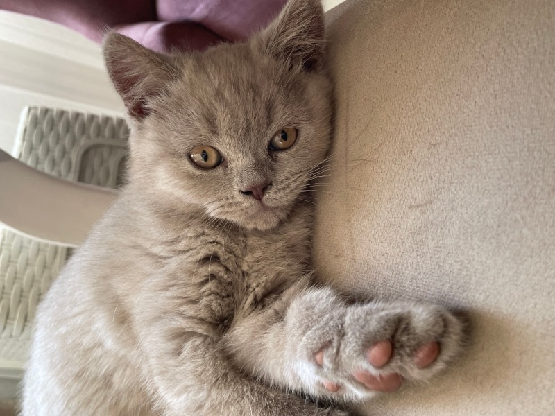 British Shorthair, Kedi  Duman fotoğrafı
