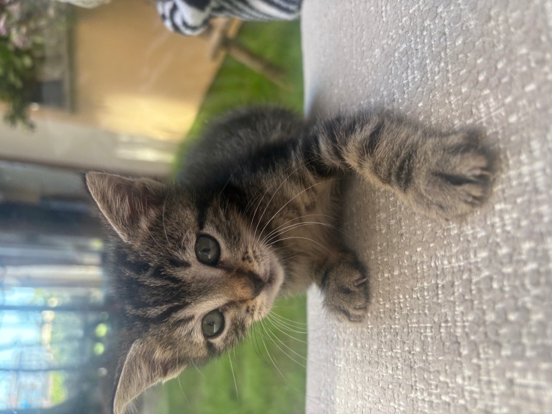 Tekir Kedi, Kedi  Boncuk fotoğrafı