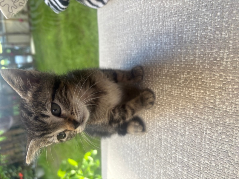 Tekir Kedi, Kedi  Boncuk fotoğrafı