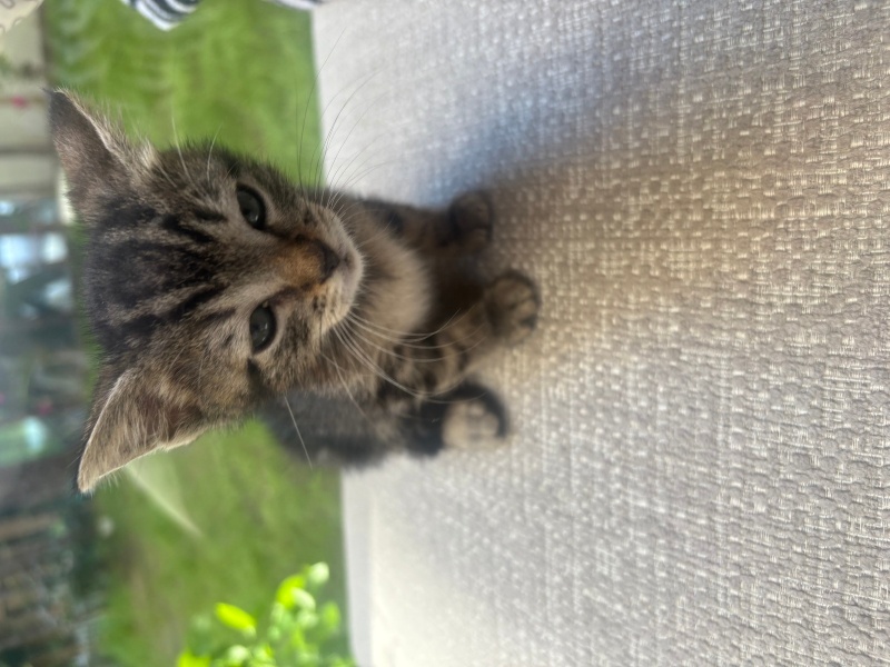 Tekir Kedi, Kedi  Boncuk fotoğrafı