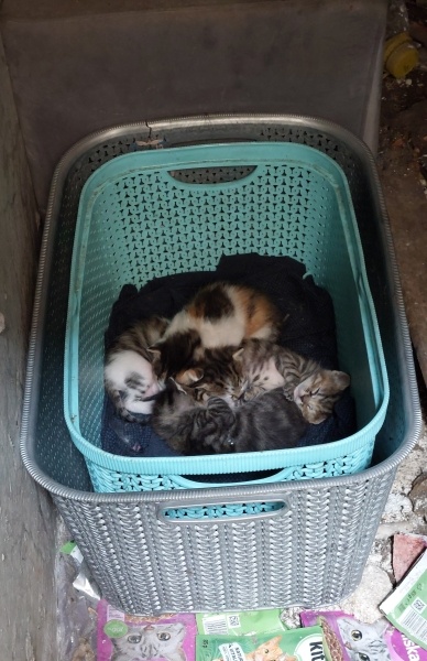 Tekir Kedi, Kedi  No name fotoğrafı