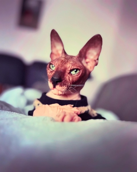 Sphynx, Kedi  Zeus fotoğrafı
