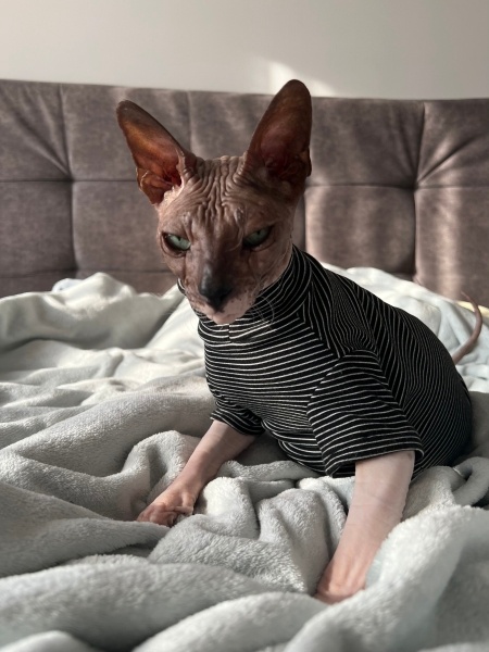 Sphynx, Kedi  Zeus fotoğrafı