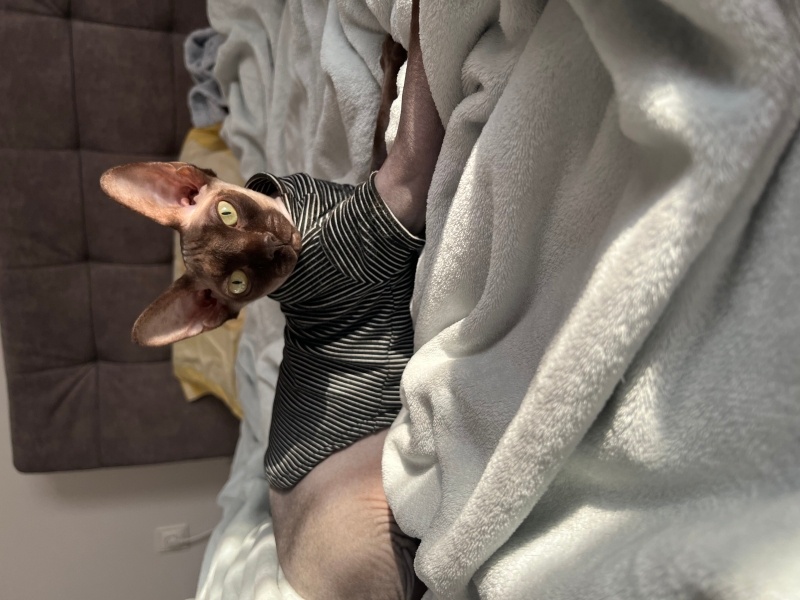 Sphynx, Kedi  Afrodit fotoğrafı