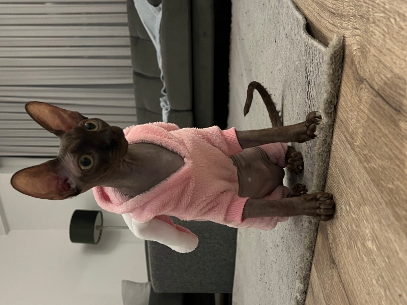 Sphynx, Kedi  Afrodit fotoğrafı