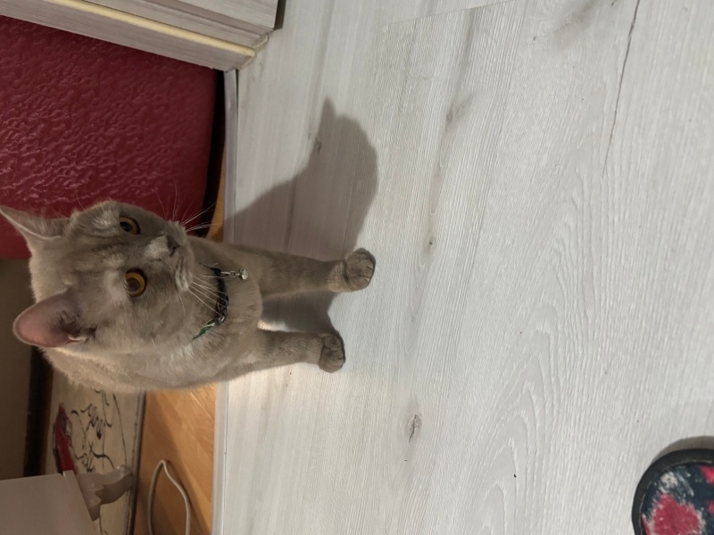 British Shorthair, Kedi  Yok fotoğrafı