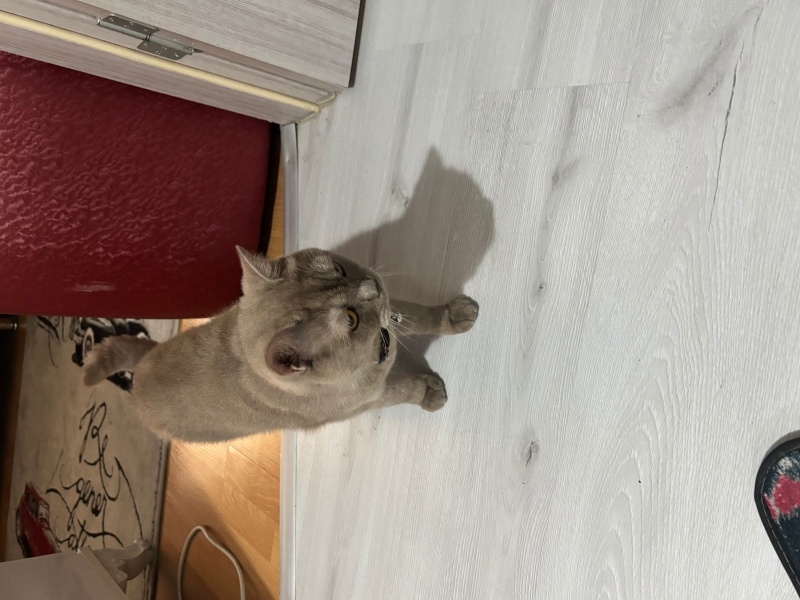 British Shorthair, Kedi  Yok fotoğrafı