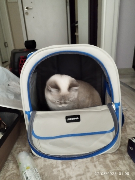 British Shorthair, Kedi  Peri fotoğrafı