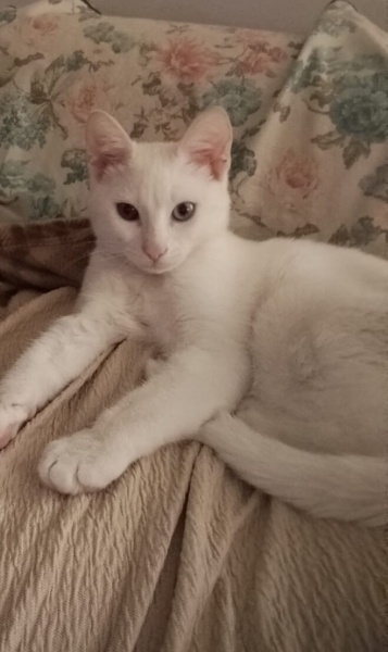 Van Kedisi, Kedi  Rıfkı fotoğrafı